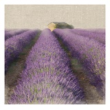 Lavender Field