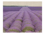 Lavender on Linen 2