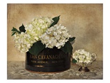 Park Avenue Hydrangea