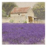 Tuscan Lavender