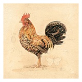 Chocolate Plumage Detail