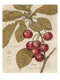 Cherry Etching
