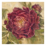 Scarlet Peony