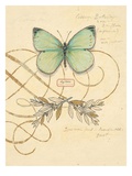 Scripted Papillon