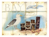 Bay Gull