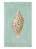 Pyramid Shell