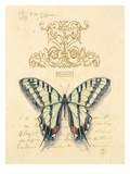 Filigree Papillon