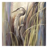 Coastal Heron