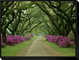 A Beautiful Pathway Lined with Trees and Purple Azaleas