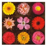 Floral Varieties 2