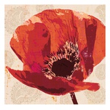 Boho Poppy