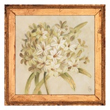 Agapanthus Floret Detail