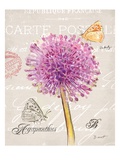 Sketchbook Agapanthus