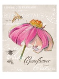 Sketchbook Coneflower