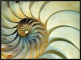 Close-up of Nautilus Shell Spirals
