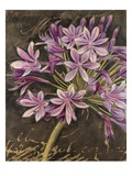 Scripted Agapanthus