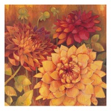 Autumn Dahlias 2