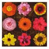 Floral Varieties 1