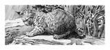Bobcat