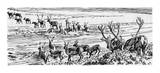 Barren Ground - Caribou Scouting Ahead