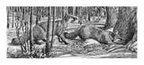 Grey Fox