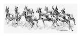 Running Deer