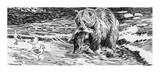 Alaskan Brown Bear - the Big Fisherman