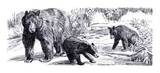 Cinnamon Bear