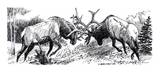 Elk