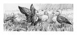 Lesser Snow Geese