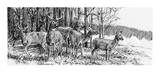 Whitetail Deer
