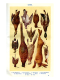 Mrs Beeton's Cookery Book - Game