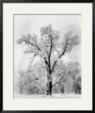 Oak Tree  Snowstorm  Yosemite National Park  1948