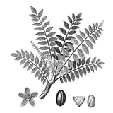 Biblical Frankincense Plant