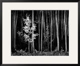 Aspens  Northern New Mexico  1958