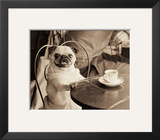 Cafe Pug