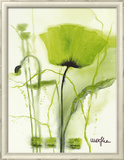 Coquelicot Vert II