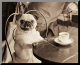 Cafe Pug