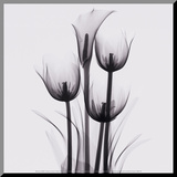 Tulips and Arum Lily