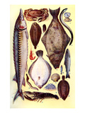 Mrs Beeton's Cookery Book - Fish