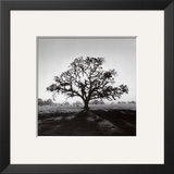 Oak Tree  Sunrise