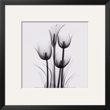 Tulips and Arum Lily
