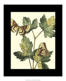 Butterflies & Leaves IV