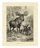Vintage Moose