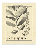 Vintage Botanical Study VI