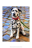 Dalmatian Puppy
