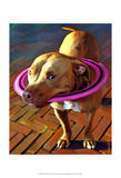 Frisbee Fleet