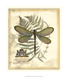 Regal Dragonfly II