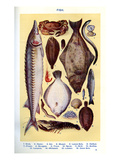 Mrs Beeton's Cookery Book - Fish
