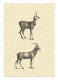 Vintage Antelope